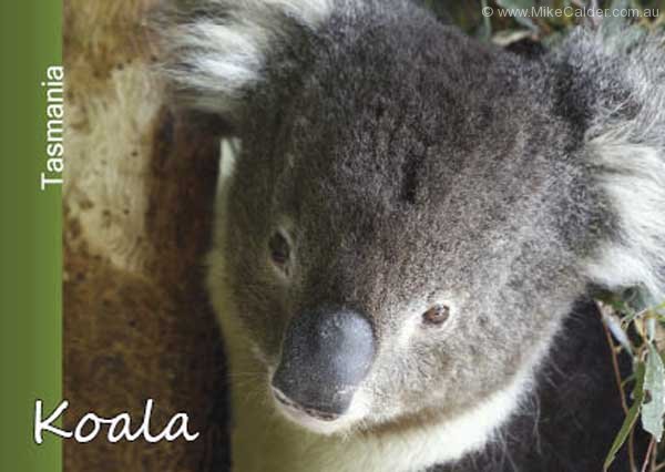 Koala Tasmania