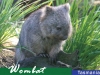 Wombat Tasmania