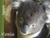 Koala Tasmania